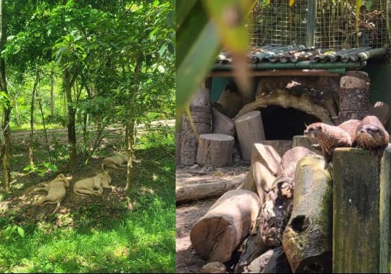 No.10 宿霧野生動物園