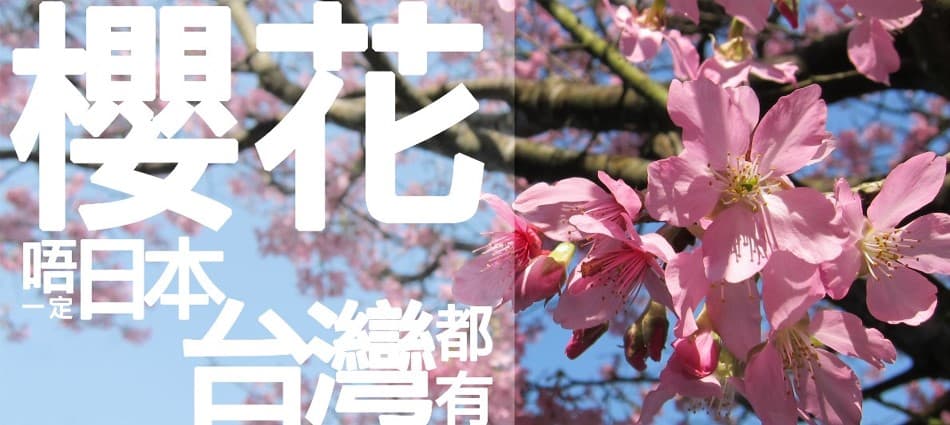 睇櫻花唔一定要去日本嘅!近近地去台灣都可以賞櫻!仲有夜櫻啊!捉住櫻花季尾去打卡喇喂!