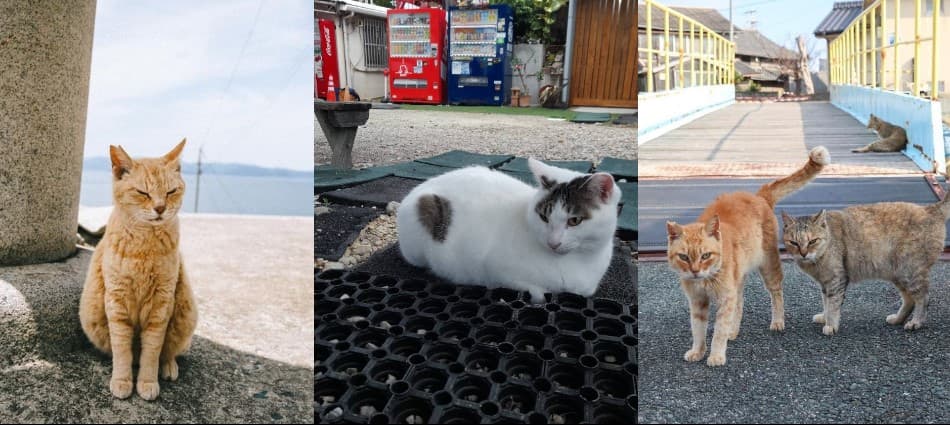 貓奴必去!日本十大人氣貓島 感受貓咪與湛藍海景的歲月靜好