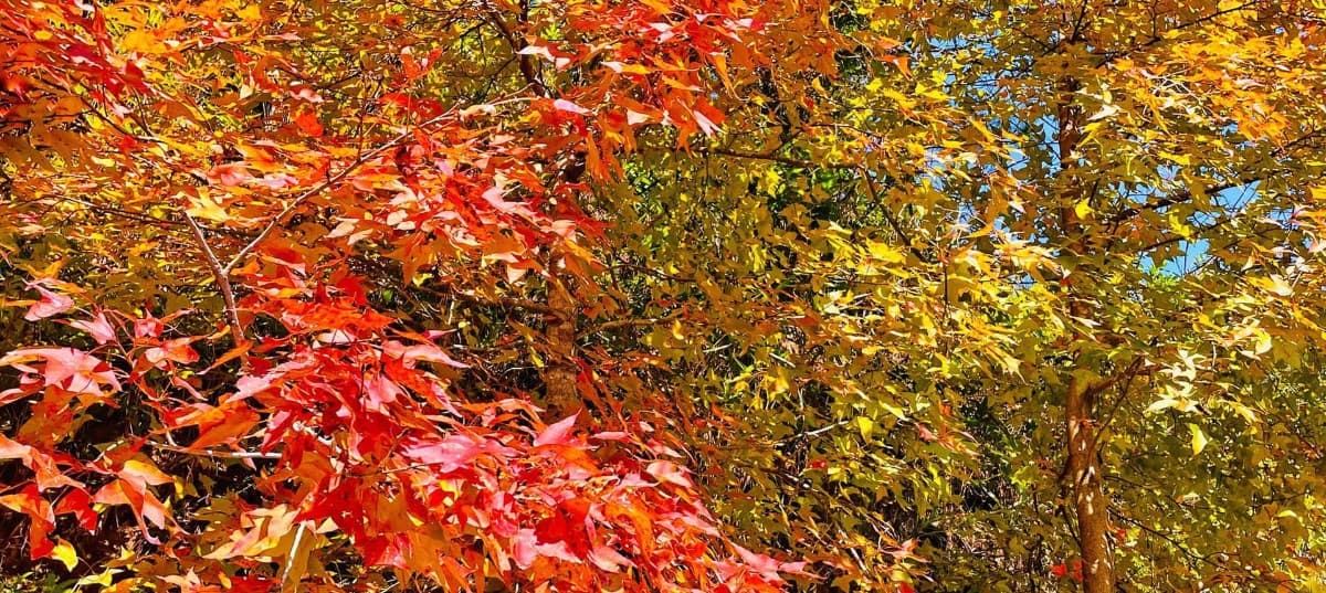 香港紅葉秘境大揭密!TOP10 最佳賞楓靚景推介