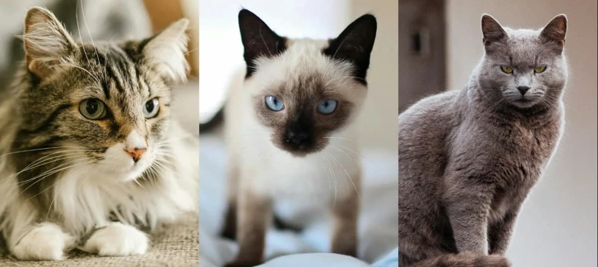 10大熱門貓咪品種!狸花貓不等於虎斑貓?