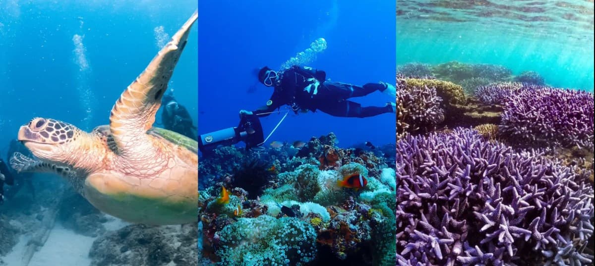 台灣十大人氣潛水勝地排行榜 一起探索海底仙境