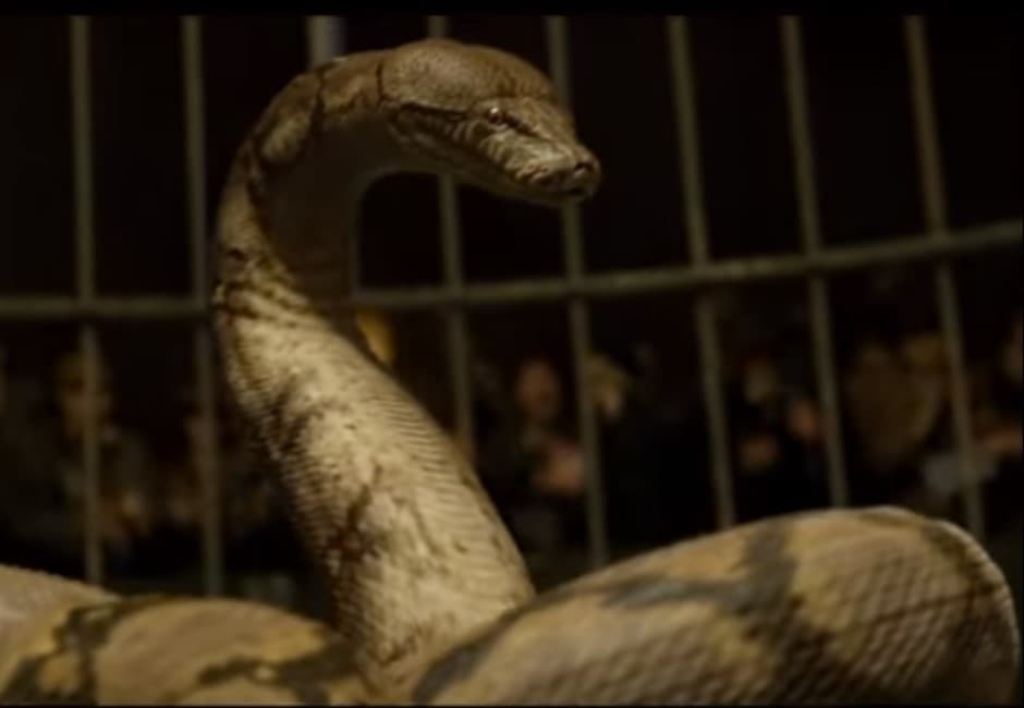 影/蟒蛇當圍巾?上一秒觀眾嗨翻天 下秒表演者倒地不治