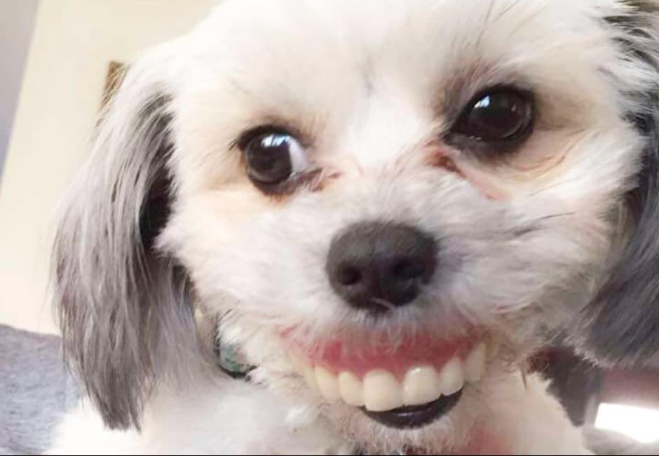 睡醒後發現假牙不見!驚見萌汪「露齒燦笑」全家人笑翻