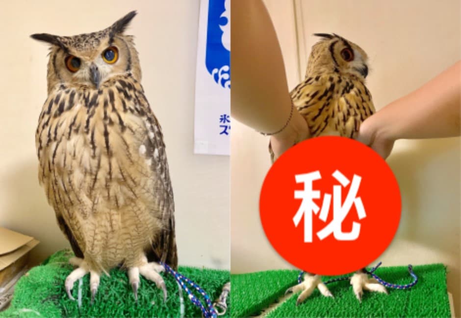 一張圖毀三觀!他掀貓頭鷹羽毛驚見「網美腿」…網友全笑瘋