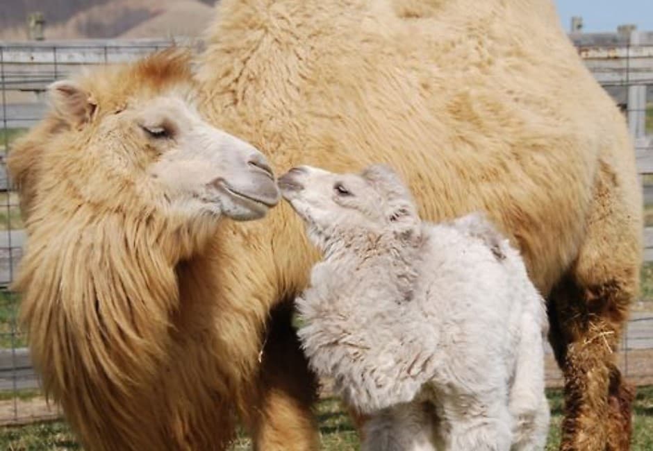 澳洲大火持續延燒 政府下令撲殺1萬頭駱駝