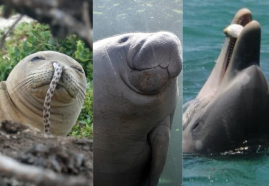 這些動物其實超ㄎㄧㄤ!海牛靠放屁游泳、海豹鰻魚插鼻耍帥