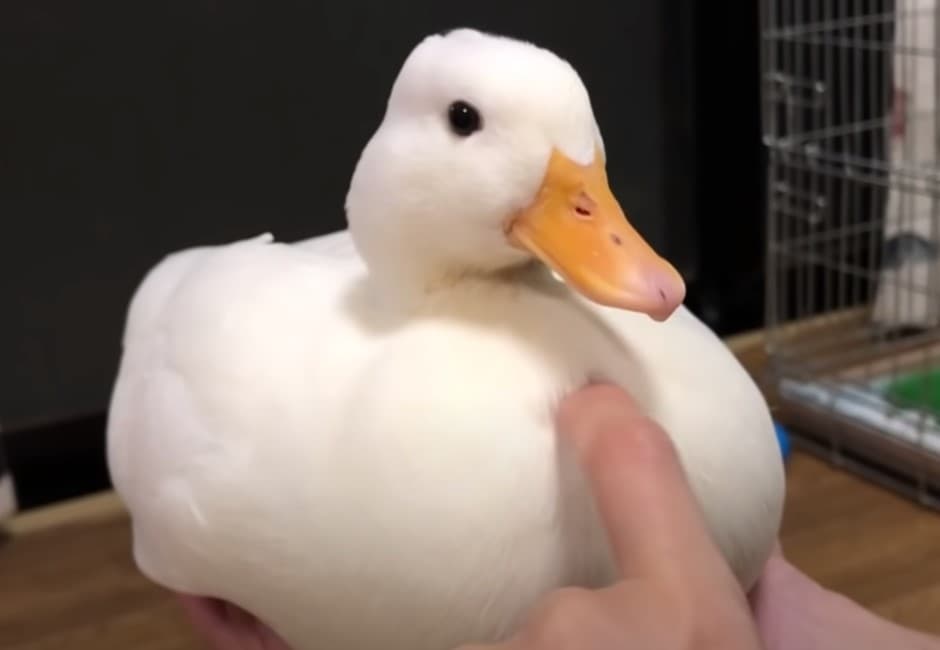 爆紅寵物「柯爾鴨」紅什麼?度估影片療癒萬名網友 身價其實超尊貴!