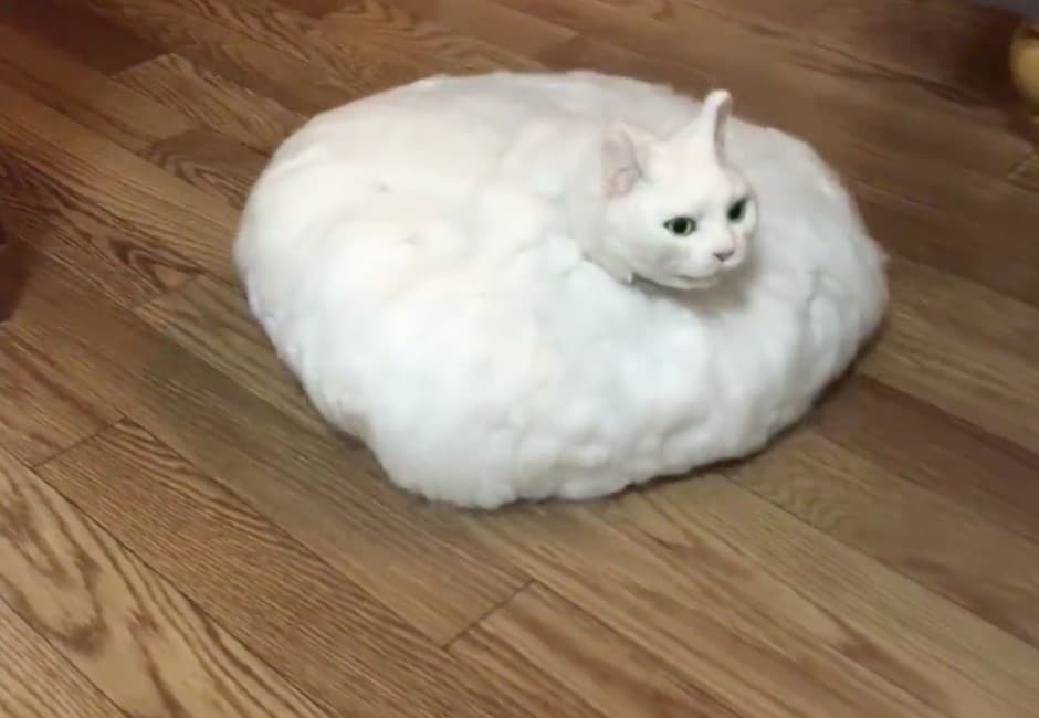 超獵奇!貓奴自製擬真「貓咪掃地機器人」 網友:感覺晚上會做惡夢⋯