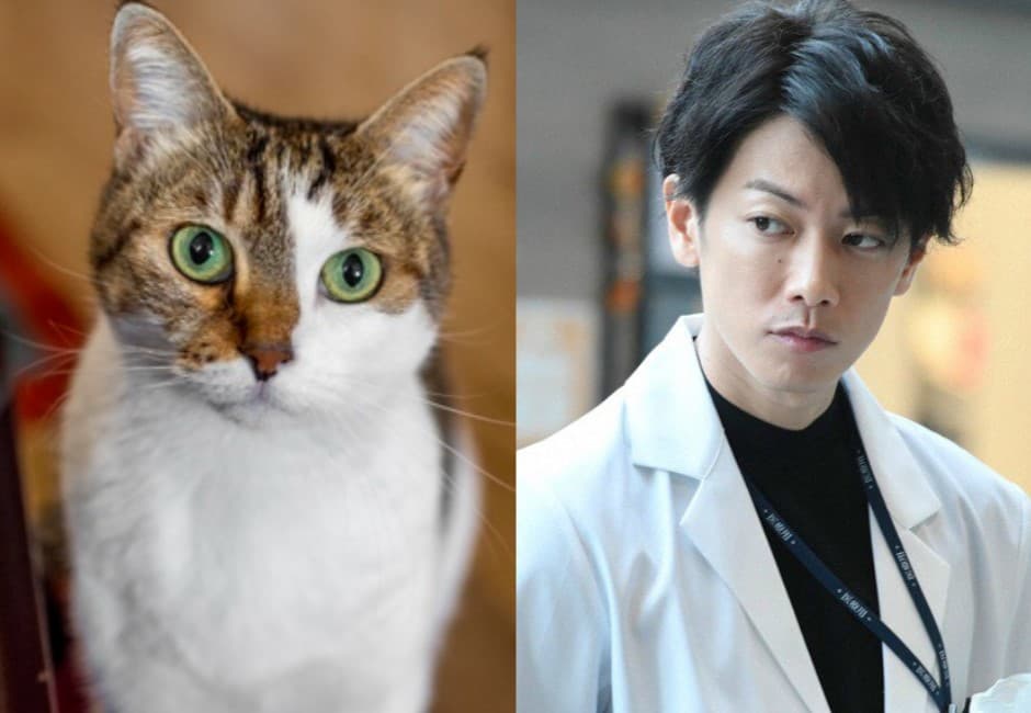 網列「貓系帥哥」三大特質引熱議 鄉民自嘲歪樓:豚系、肥貓系路過⋯