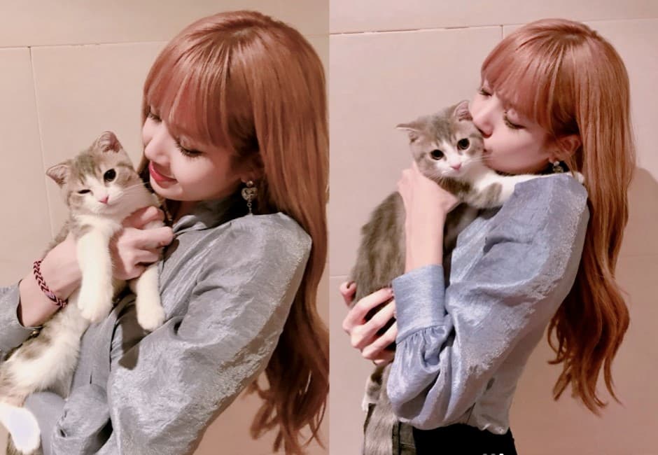 BLACKPINK Lisa「養摺耳貓」遭炎上!網批「不負責任」粉絲護航:別情緒勒索