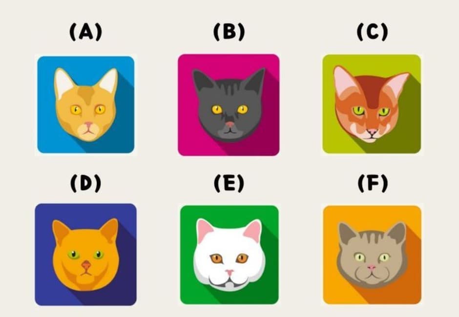 你是善良還是邪惡?超萌貓咪心理測驗 看出你的天真指數有多少