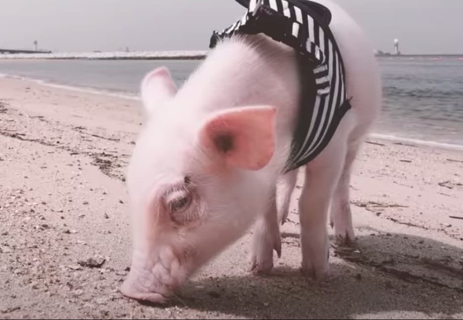 真實版《銀之匙》上演!你捨得把寵物豬烤來吃嗎?日本「100天後吃掉的豬」吸百萬觀看