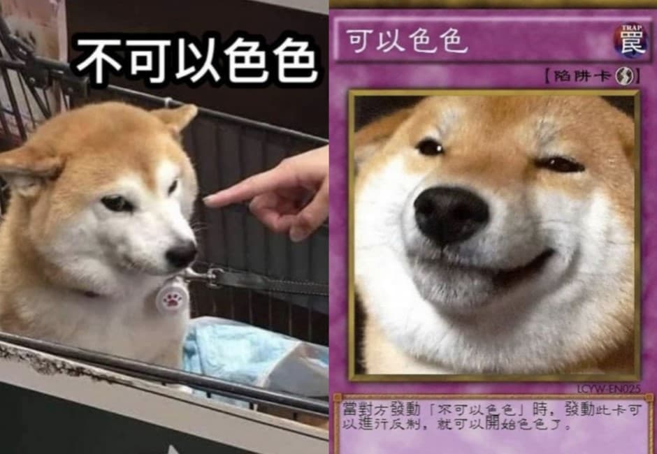 「不可以色色」是什麼意思?柴犬系列梗圖爆紅 網爆笑:怎麼到處都是狗狗卡