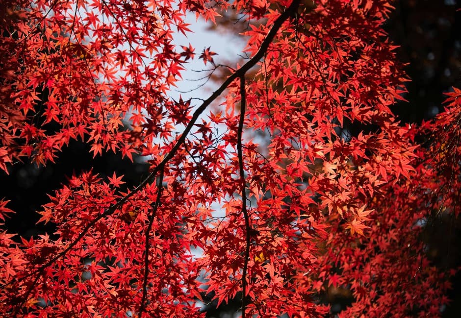 懶人包/日本最新紅葉完整預測出爐!12月東京、大阪最美 香港、台灣紅葉秘境曝光