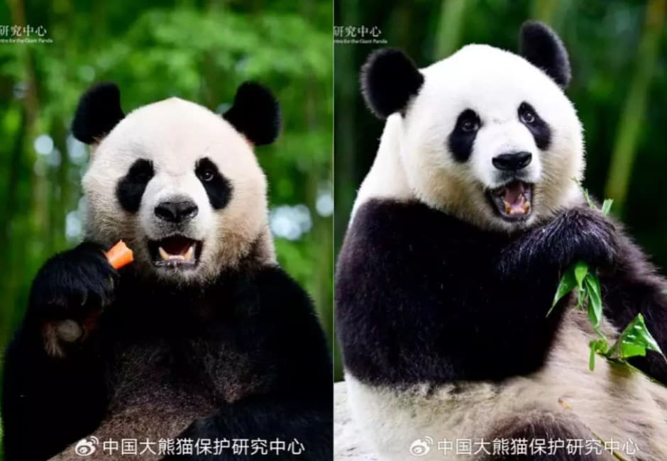【12/02~12/08香港熱話】大熊貓