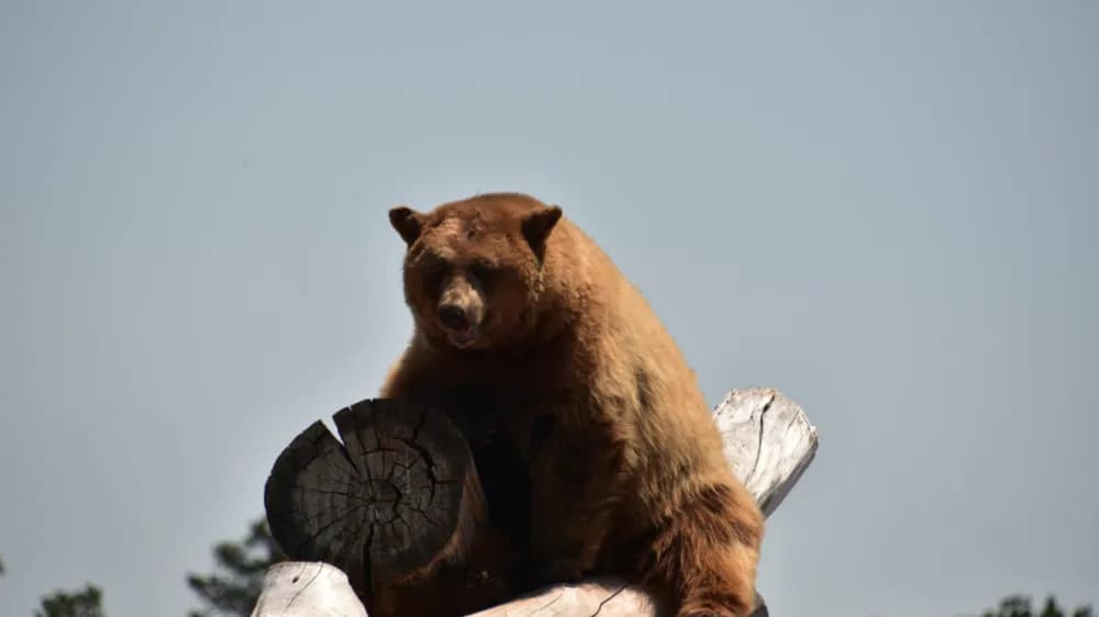 全日本陷熊害危機!最新熊害地圖、裝備懶人包看這篇