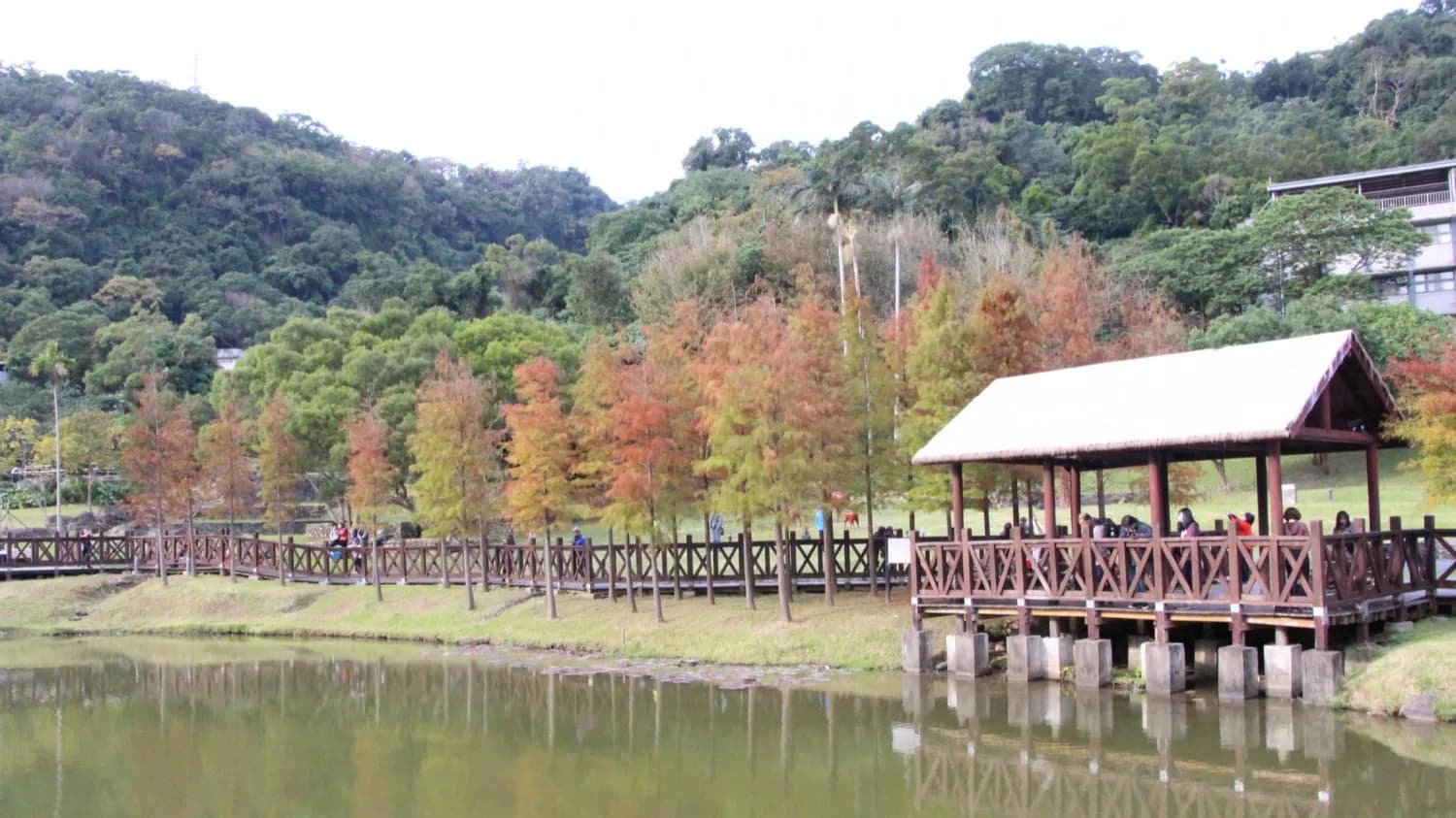 不必舟車勞頓!盤點台北市6大捷運公車可達的夢幻落羽松