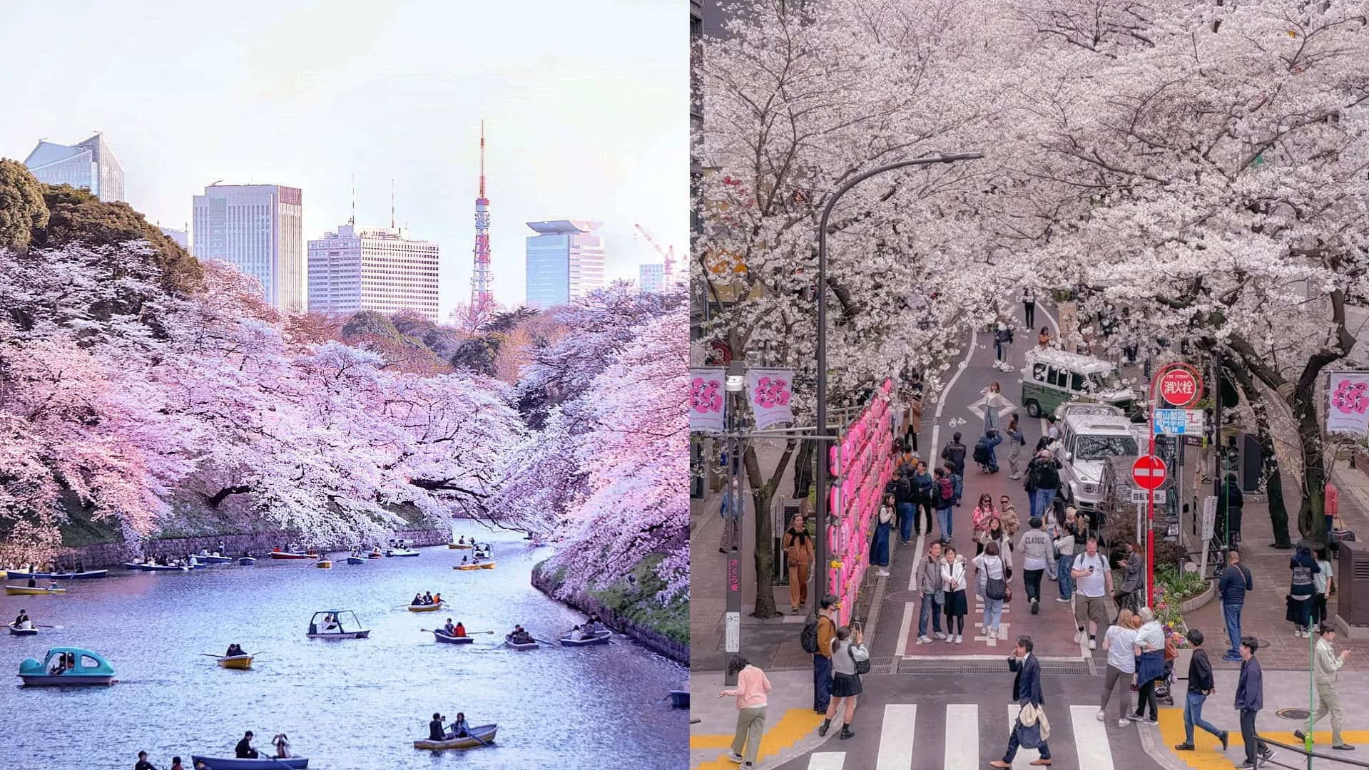 2026東京十大人氣賞櫻勝地揭曉!目黑川、上野恩賜公園PK冠軍寶座
