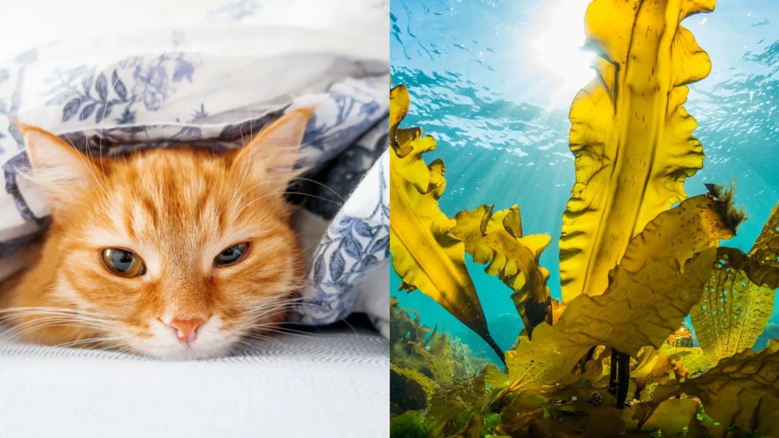 No.3 突然變安靜、躲起來不互動