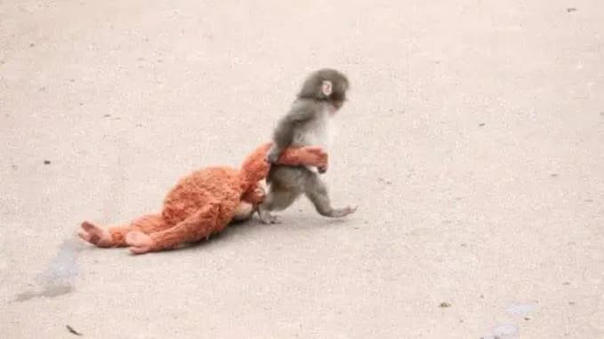 日本Punch紅什麼?小猴子抱玩偶找安全感讓人揪心 孤兒猴故事療癒全球