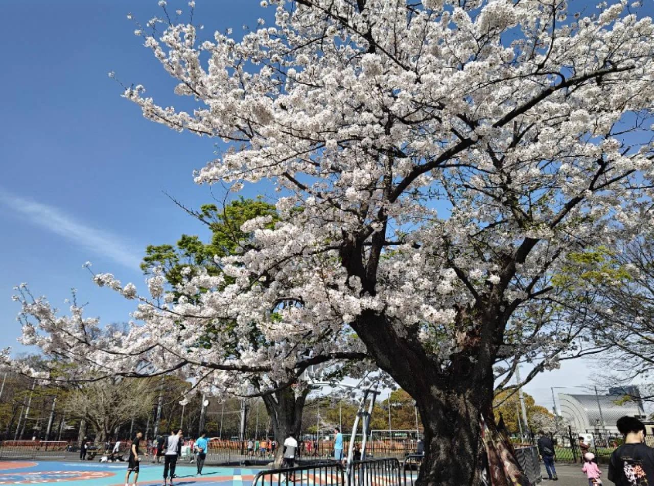 No.9 代代木公園