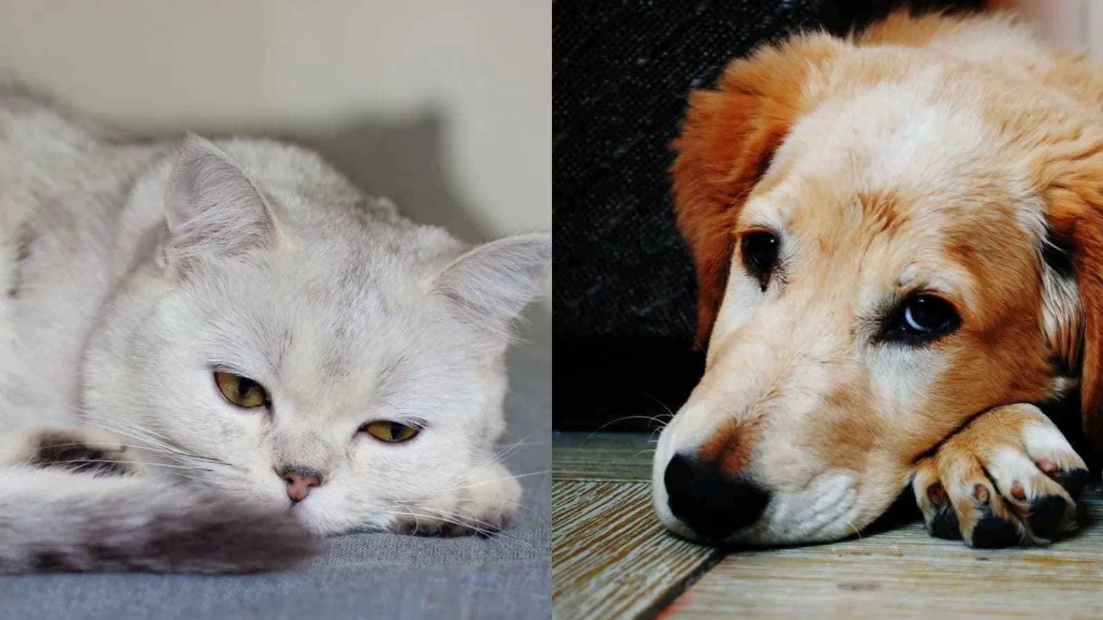 No.5 眼神變空洞、呆滯