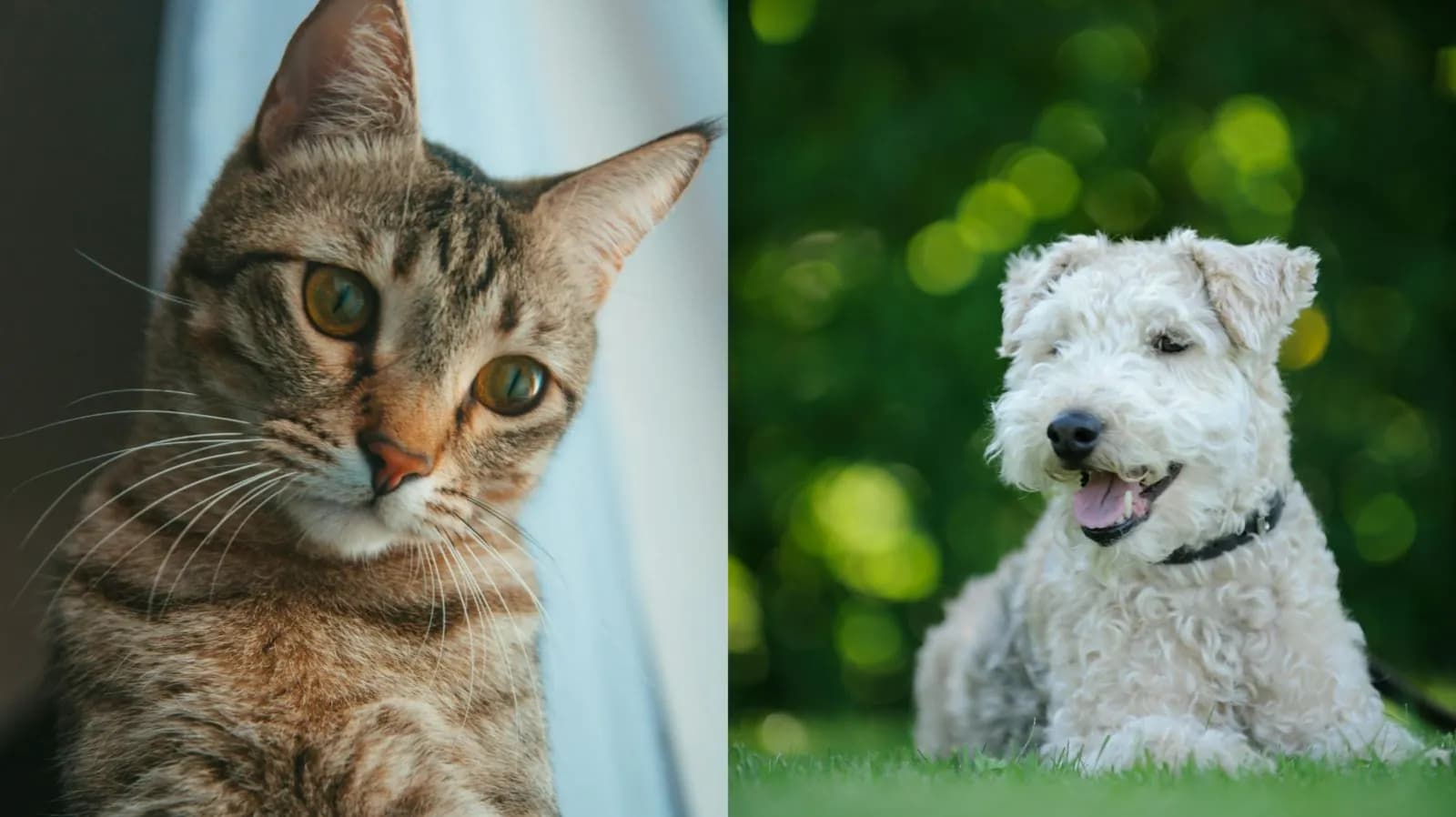 貓咪嘔吐、狗狗不吃飯怎麼辦?寵物10大健康異常徵兆 小心牠正在焦慮求救