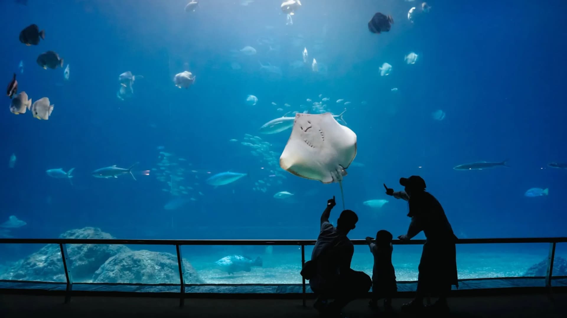 台中海洋館大型水槽內魟魚與多種魚類游動,前方一家三口在玻璃觀景區欣賞海洋生物。