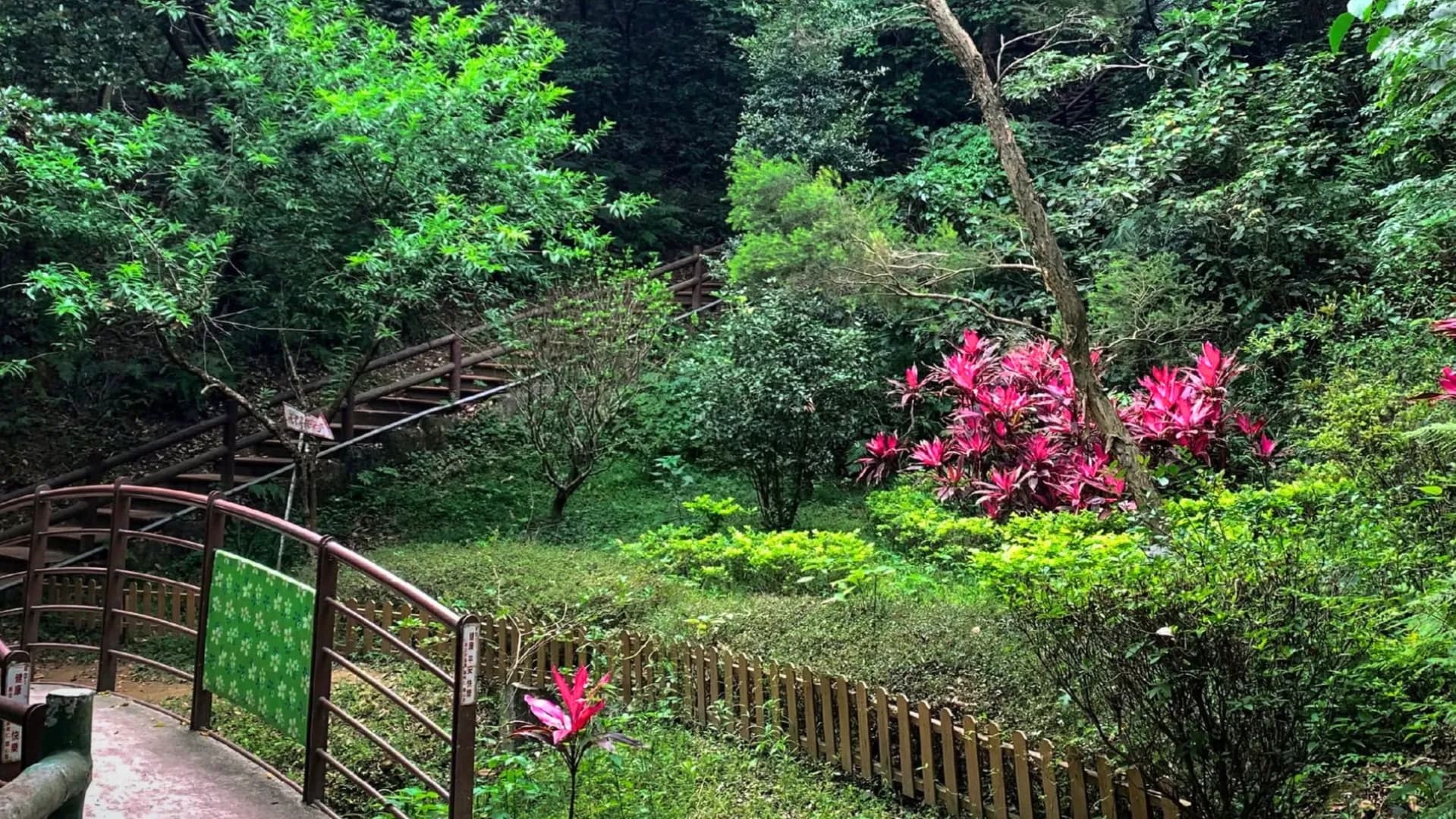鶯歌孫龍步道綠意盎然的登山健行景致,前景為設有木質圍欄的步道小橋,延伸的木棧階梯旁圍繞著翠綠樹林與鮮豔的桃紅色朱蕉植物。